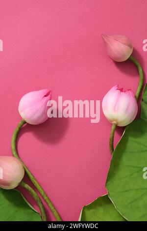 Some lotus bubs are arranged on a deep pink background with a few green leaves. Flat lay, overhead Stock Photo