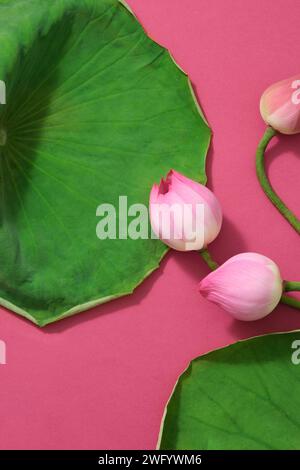 Several blooming lotus flowers and lotus bub decorated with some stones on dark green background. Front view Stock Photo