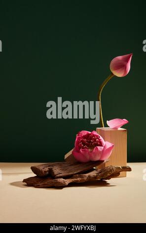 A lotus flower (Nelumbo nucifera) and a lotus bub embellished with wooden podium and tree branches on the dark green background. Empty space for text Stock Photo