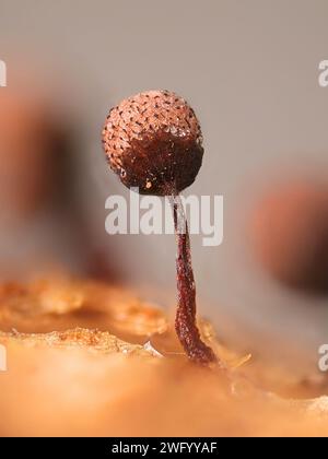 Cribraria piriformis, a slime mold, no common English name, microscope image of sporangia Stock Photo