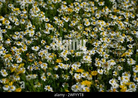 Chamomile field. Blooming medical chamomiles in field. Alternative medicine Spring Daisy. Summer flowers. Beautiful meadow. Summer background Stock Photo
