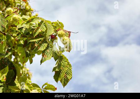 Abstract image of ripe chestnut in autumn park. Horse-chestnuts on conker tree branch - Aesculus hippocastanum fruits Stock Photo