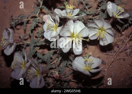 wildflowers blooming in the desert north of Las Vegas, Nevada Stock Photo