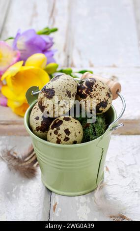 Quail eggs in green bucket. Festive decor Stock Photo