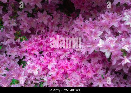 Pink azaleas in spring, close up, can be used as a background Stock Photo