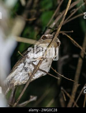 Marbled Frogmouth or Podargus ocellatus seen in Nimbokrang ,West Papua,Indonesia Stock Photo