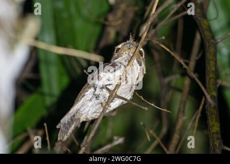 Marbled Frogmouth or Podargus ocellatus seen in Nimbokrang ,West Papua,Indonesia Stock Photo