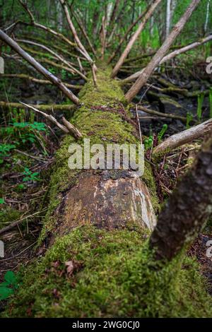 Fallen tree trunk covered in moss and needles on the ground in a lush forest in Tampere, Finland, in the summer or autumn. Shallow depth of field. Stock Photo