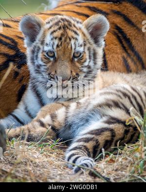 A young Siberian tiger cub rests peacefully in the grass alongside its elder companion Stock Photo