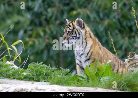 Sumatran tiger cub Stock Photo