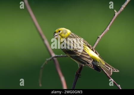 Bird European serin Serinus serinus perched on the tree, Poland Europe Stock Photo