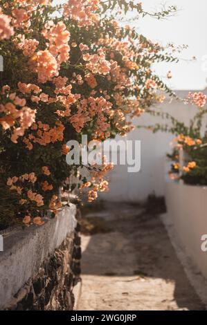 Alley with Bougainvillea flowers growing over cement wall on sunny day Stock Photo