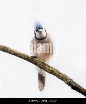 Close up of curious blue jay bird perched on branch looking at camera. Stock Photo