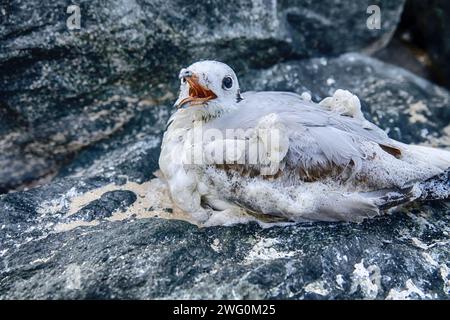 Wintering seagull dies on the shores of the Persian Gulf. Surf foam and sand cover the feathers Stock Photo
