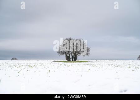 Small group of trees in the distance in a landscape of a snow covered field. Stock Photo