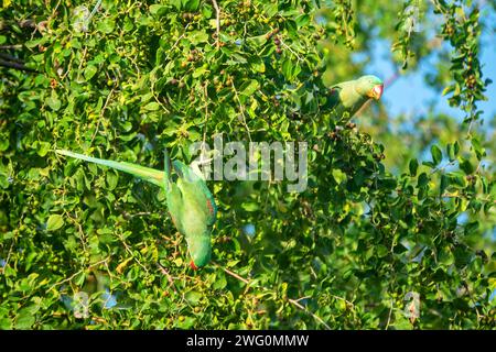 Emerald-collared parrakeet (Psittacula calthorpae, male) feeds on fruits like Juneberry (Amelanchier), winter bird plumage. Now it's a synanthropic bi Stock Photo