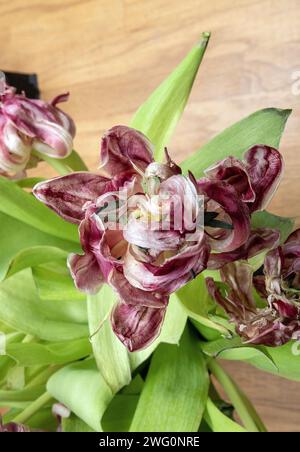 Withered but beautiful red tulips in a vase. photo: Bo Arrhed Stock Photo