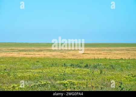 Secondary steppes - smooth brome (Bromus), wheat grass, Agropyrum, Agropyron). Ruderal vegetation in foreground (thistle, pepper wort). Crimea Stock Photo