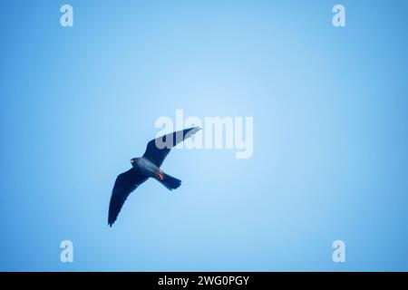 Falcon in flight. Red-footed falcon (Falco vespertinus), male Stock Photo