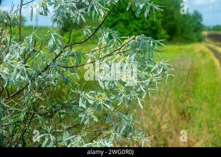 A blooming Russian olive (Elaeagnus angustifolia) tree in a forest strip (shelter belt) among the dry steppe, drought-resistant plant. Gold honey flow Stock Photo