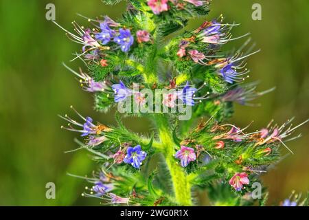 Bugloss, echium (Echium biebersteinii). Dry steppe with intensive grazing of cattle and sheep, but this plant is not eaten because it is highly poison Stock Photo