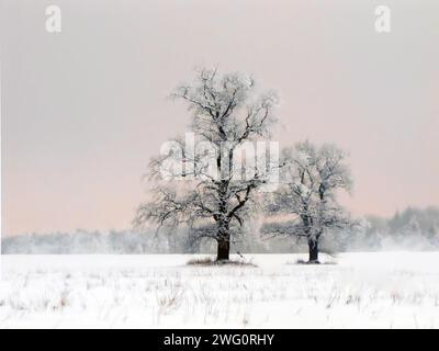 Two large trees surrounded by a snow-covered field, adorned with frost Stock Photo