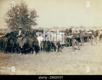 Roping and changing scene at --T Camp on round up of --T 999 --S &amp; G, AUT and others on Cheyenne River, between 1887 and 1892. Rear view of three cowboys roping a herd of horses. Stock Photo