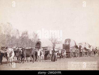 Freighting in the Black Hills, between 1887 and 1892. Woman holding a whip, standing in front of an ox train. Stock Photo