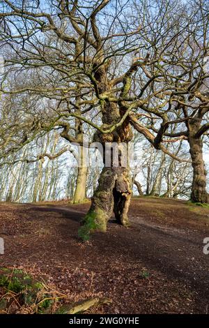 An ancient oak tree at Brocton Coppice, Cannock Chase, Staffordshire ...