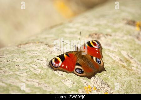 Single peacock butterfly sits on a birch tree, eastern Poland Stock Photo