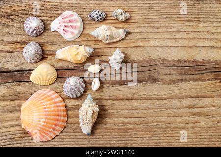 Seashells on a wooden background. Copy space Stock Photo