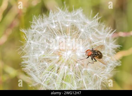 A common housefly standing on a delicate dandelion seed head Stock Photo