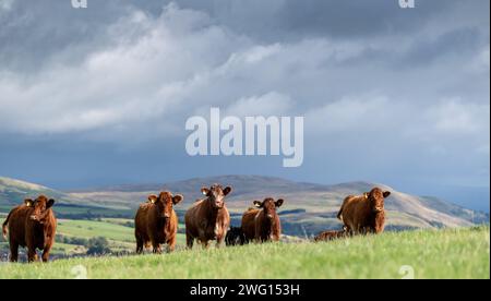 Luing cattle, a hardy native Scottish beef breed, with Angus sired calves at foot on hill pastures near Sanquhar, Scotland, UK. Stock Photo