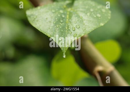 droplet at the tip of the leaf Stock Photo