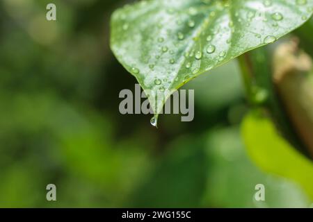 droplet at the tip of the leaf Stock Photo