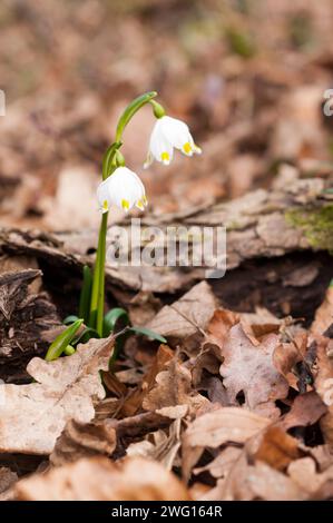 A vertical closeup shot of a spring snowflake flower growing among autumn leaves Stock Photo
