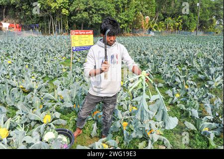 Multi Colored Cauliflower Farming in Bangladesh 30 January 2024 Sylhet, Bangladesh: Young farmer MITHUN DEY is working in his colorful cauliflower fields. He cultivated total of 6-color cauliflower along with Valentina and Corotina hybrid 2 varieties which has Anti-diabetic and anti-cancer properties, also different in taste. Sylhet Bangladesh Copyright: xMdxRafayatxHaquexKhanxxEyepixxGrx Stock Photo