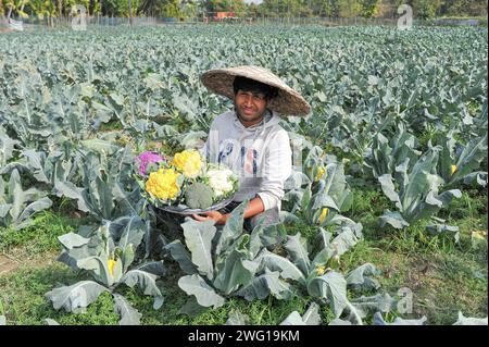 Multi Colored Cauliflower Farming in Bangladesh 30 January 2024 Sylhet, Bangladesh: Young farmer MITHUN DEY is working in his colorful cauliflower fields. He cultivated total of 6-color cauliflower along with Valentina and Corotina hybrid 2 varieties which has Anti-diabetic and anti-cancer properties, also different in taste. Sylhet Bangladesh Copyright: xMdxRafayatxHaquexKhanxxEyepixxGrx Stock Photo