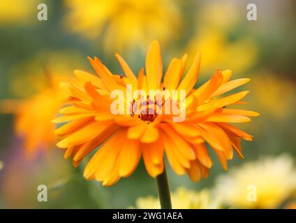 A close up of the English Marigold, Pot Marigold, Calendula. Stock Photo