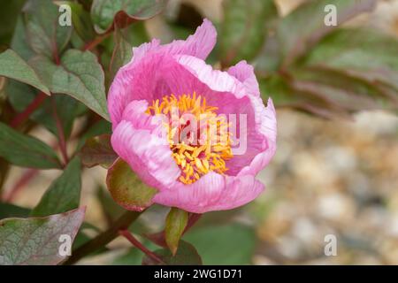Paeonia cambessedesii, Majorcan Peony, Balearic peony, pink single flowers, grey-green foliage Stock Photo