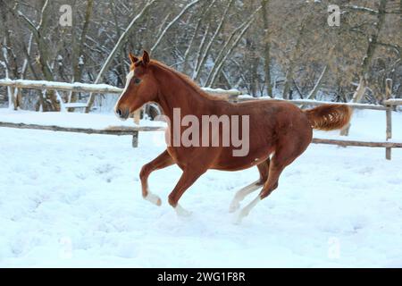 Chestnut race horse runs gallop in winter farm Stock Photo