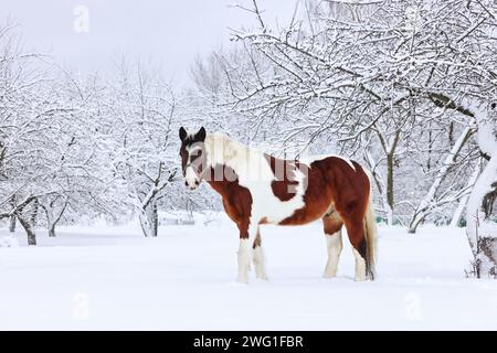 Beautiful paint vanner draft horse in winter snow park Stock Photo