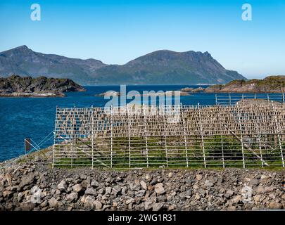 Traditional fish drying in the Henningsvaer, Lofoten Islands, Norway. Stock Photo