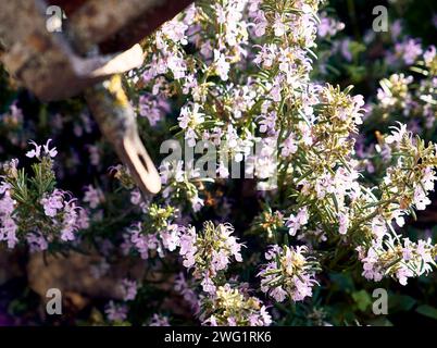 Rosemary in the patio of a town house. Stock Photo