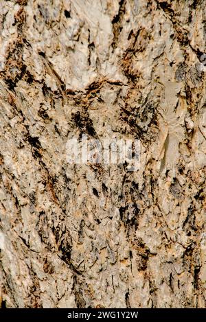 Wooden texture close up photo of bark of Elm. Seamless Tileable Texture Stock Photo