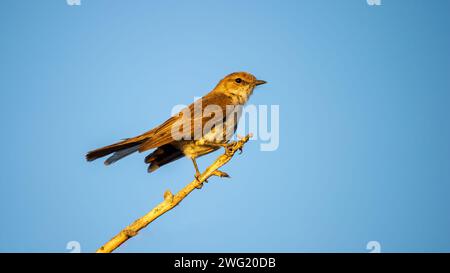Marico Flycatcher (Bradornis mariquensis) Kgalagadi Transfrontier Park, South Africa Stock Photo