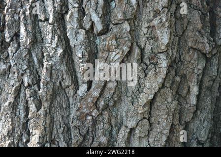 Wooden bark of old tree, wooden and deep background and splash Stock Photo