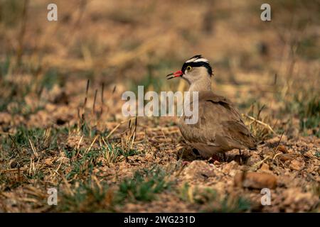 Crowned lapwing opens beak on grassy plain Stock Photo