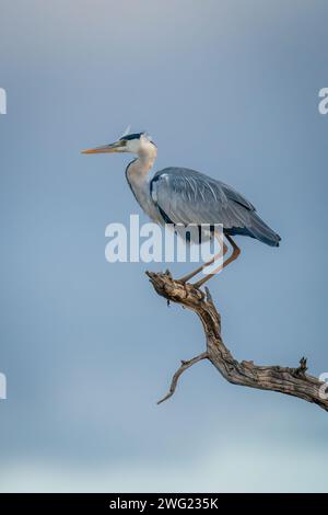 Grey heron crouches on branch against clouds Stock Photo