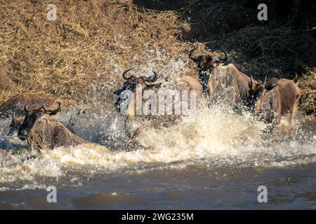 Four blue wildebeest splash through shallow river Stock Photo